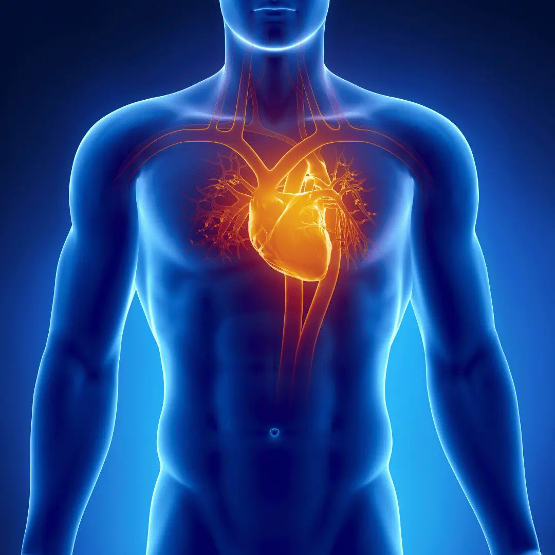 Welche Smartwatch empfehlen Kardiologen?